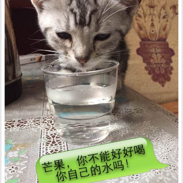 定制高仿台湾高苑科技大学文凭毕业证